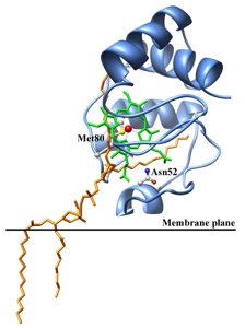 fig_cytc_1